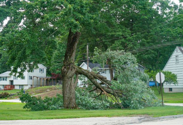 Best Tree Branch Trimming  in Laramie, WY